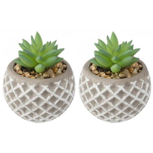 2 x Sukkulenten Zementtopf